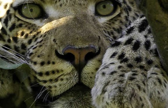 10 Days Best Of The West Uganda Safari