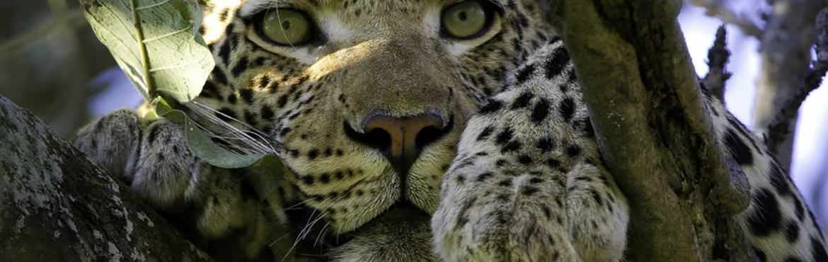 10 Days Best Of The West Uganda Safari