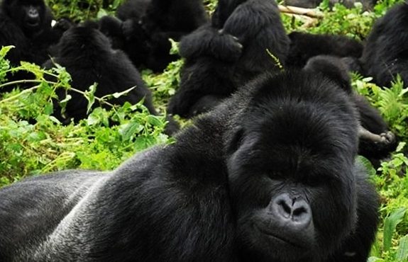 13 Days Uganda Grand Safari