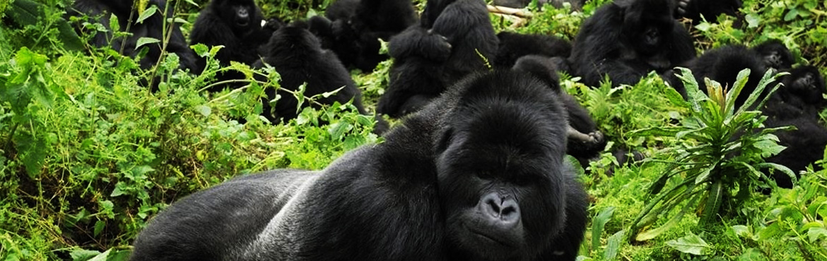 13 Days Uganda Grand Safari
