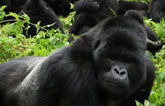 4 Days Gorillas In The Mist Rwanda Safari