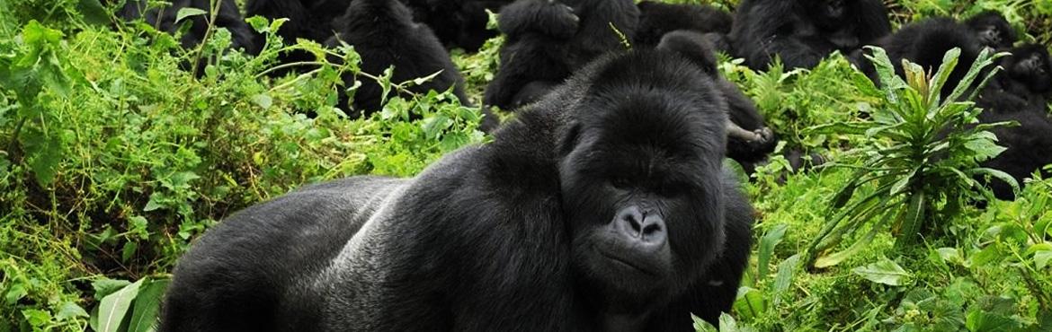 4 Days Gorillas In The Mist Rwanda Safari