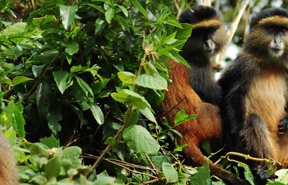 4 Days Rwanda Gorillas And Golden Monkeys