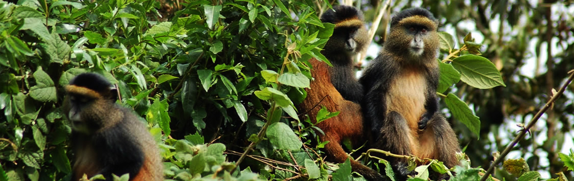 4 Days Rwanda Gorillas And Golden Monkeys