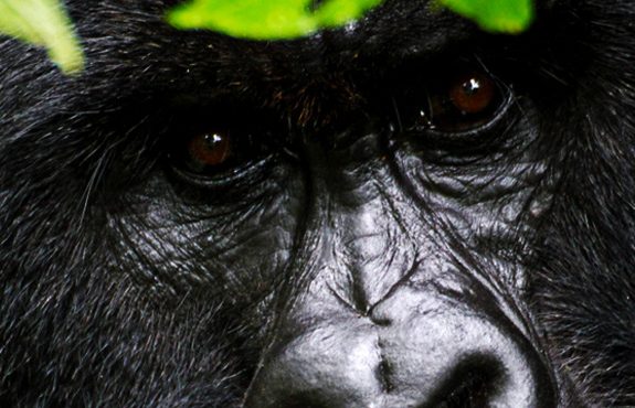 6 Days Rwanda Nyungwe Forest And Gorillas