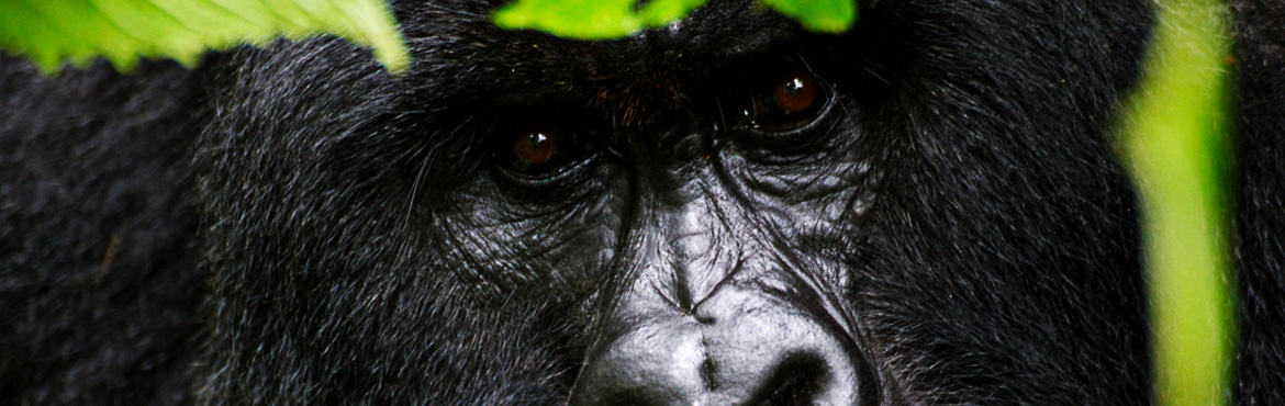 6 Days Rwanda Nyungwe Forest And Gorillas