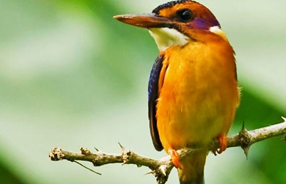 14 Days Kenya Bird-Watching Safari