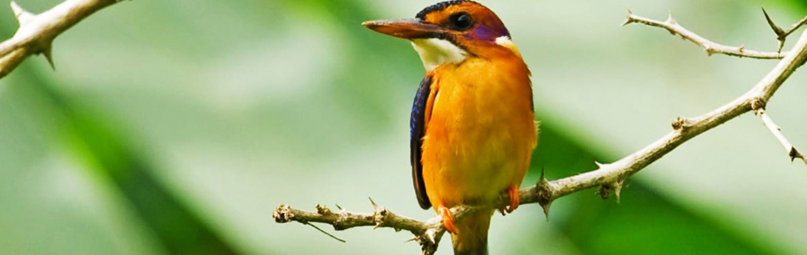 14 Days Kenya Bird-Watching Safari