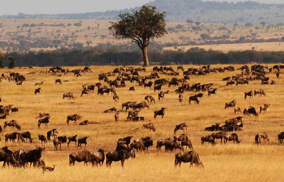 14 Days Vic Falls Masai Mara Serengeti Africa Safari