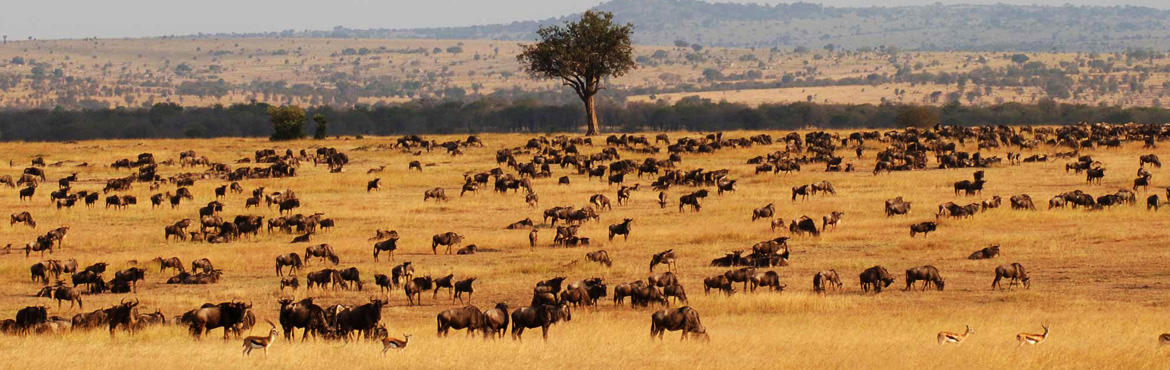14 Days Vic Falls Masai Mara Serengeti Africa Safari