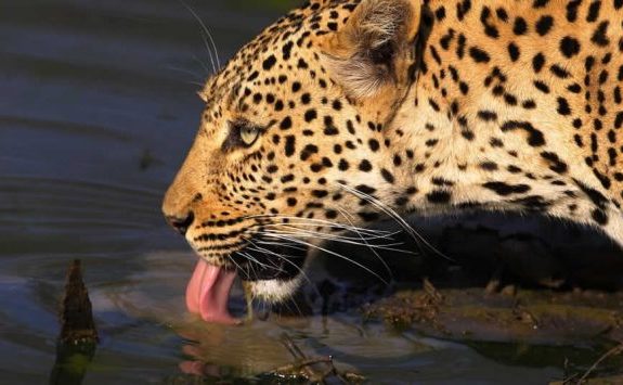 Exclusive Okavango Safari: Premium Lodges & Unique Activities