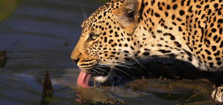 Exclusive Okavango Safari: Premium Lodges & Unique Activities