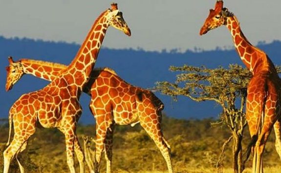 Getting Lost in Botswana’s Wilderness Tour: Makgadikgadi, Kalahari & Nxai Pan