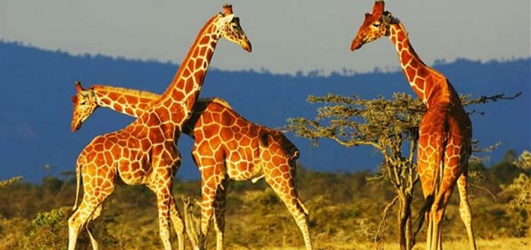 Getting Lost in Botswana’s Wilderness Tour: Makgadikgadi, Kalahari & Nxai Pan