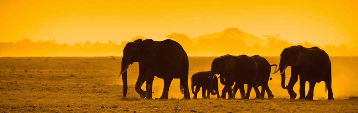 3 Days Kenya Amboseli Park Safari