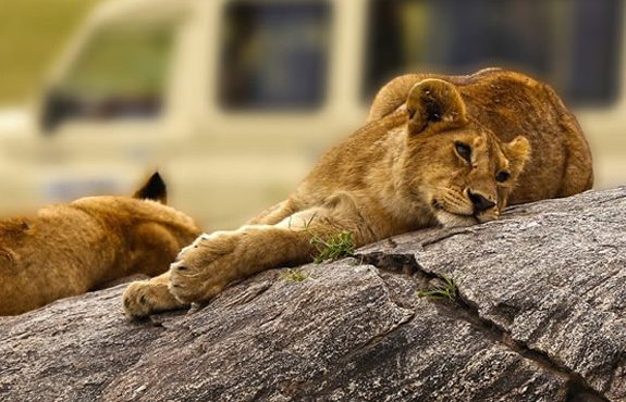 16 Days Victoria Falls – Masai Mara – Serengeti – Gorillas