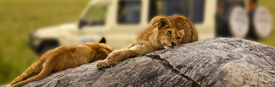 16 Days Victoria Falls – Masai Mara – Serengeti – Gorillas