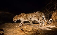 Essential Zambia and Malawi: The Idyllic Safari Getaway