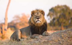 Legendary Predators of Africa: An Intimate Zambian Safari