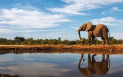 Best of South Africa & Botswana: Luxury African Safari, Victoria Falls, Cape Town, & Winelands
