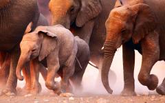 The Great Elephant Migration Across Zambia & Botswana Safari