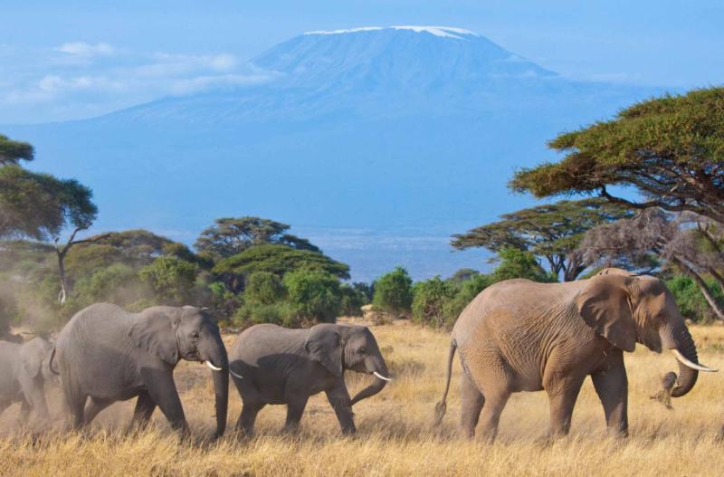 Legendary Plains & Hidden Insight: Two-Week Zimbabwe and Tanzania Safari