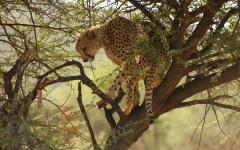 Adventures of Namibia Tour: Bushmen, Safari & Dunes