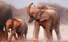 Luxury African Camping Safari in Namibia