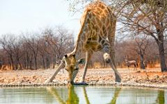 The Ultimate Namibia Safari Adventure