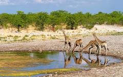 Cape, Dunes & Safaris: Vacation in Namibia & South Africa