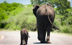 Africa’s Ultimate Walking Safari: South & North Luangwa