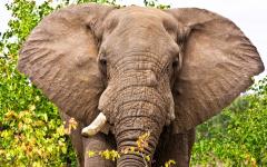 The Complete Southern Africa Safari for First Timer: Namibia, Botswana & South Africa