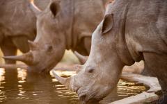 Namibia Walking Safari: Desert Rhino & Elephants