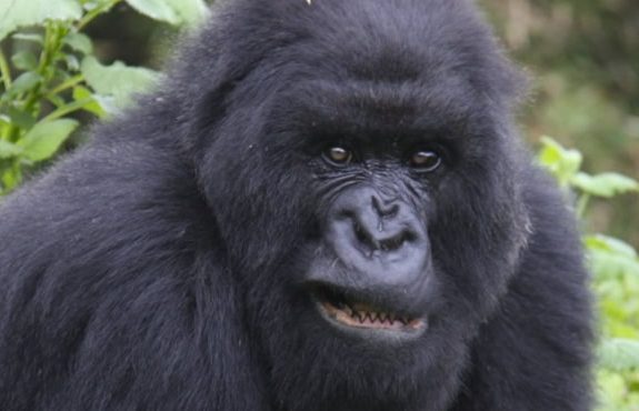 14 Days Rwanda Gorillas-Serengeti-Zanzibar Safari