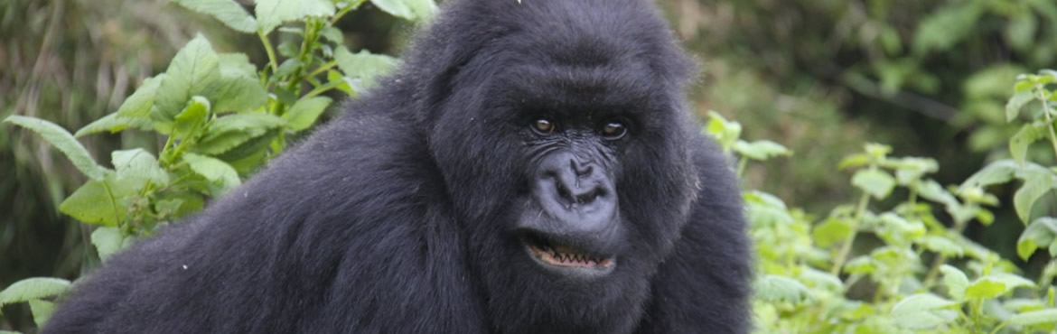 14 Days Rwanda Gorillas-Serengeti-Zanzibar Safari