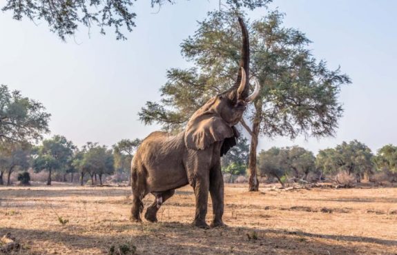 Highlights of Zimbabwe: Big-Game Safari, Victoria Falls & Ancient Culture