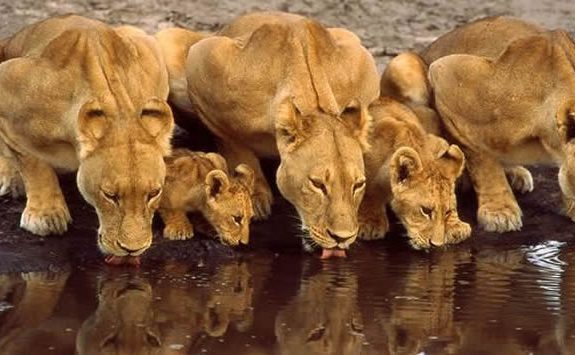 Botswana 5 Star Safari 2018-2019