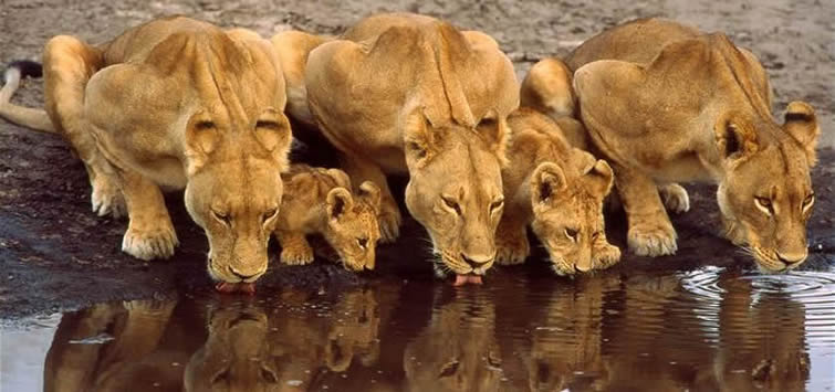 Botswana 5 Star Safari 2018-2019