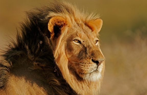 Best of Southern Africa Safari