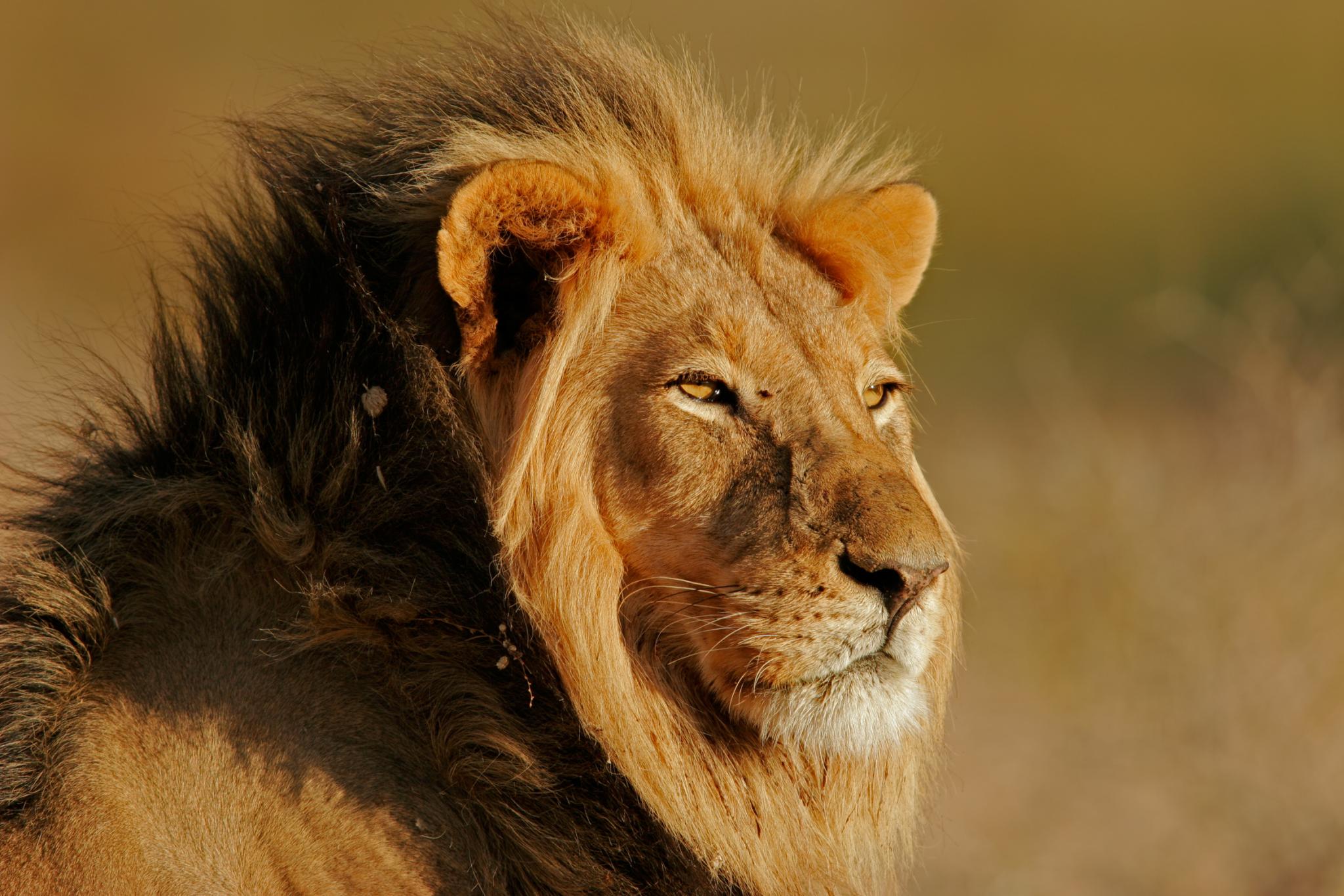 Best of Southern Africa Safari