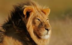 Best of Southern Africa Safari