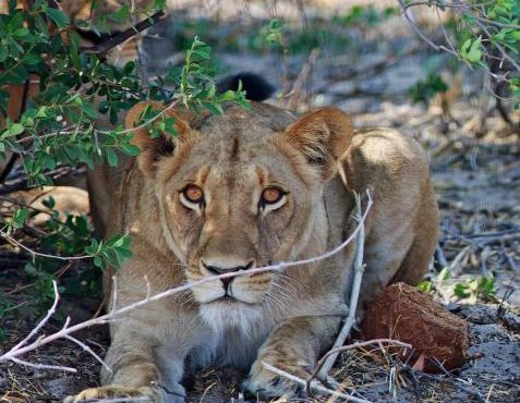 Legends of Southern Africa: Vic Falls, Hwange, Cape Town and Sabi Sands Itinerary