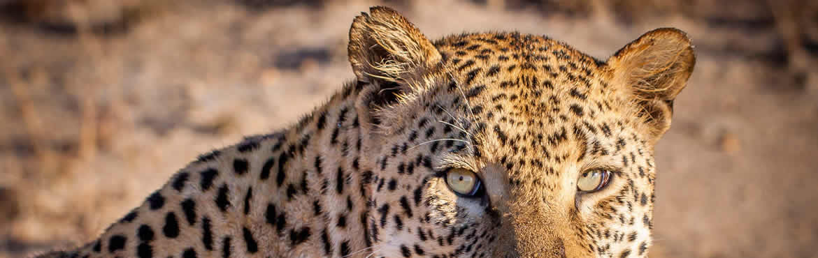 12 Days Big Cats And Rwanda Gorillas