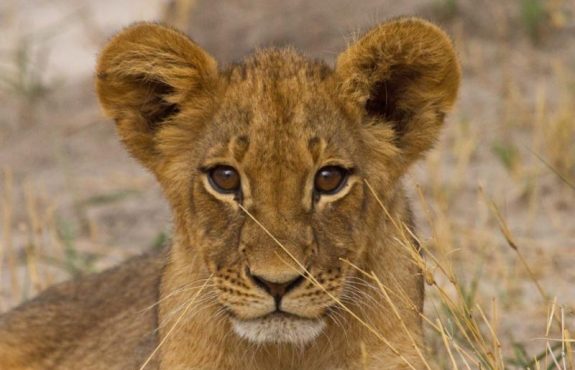 Signature One-Week Zimbabwe Safari