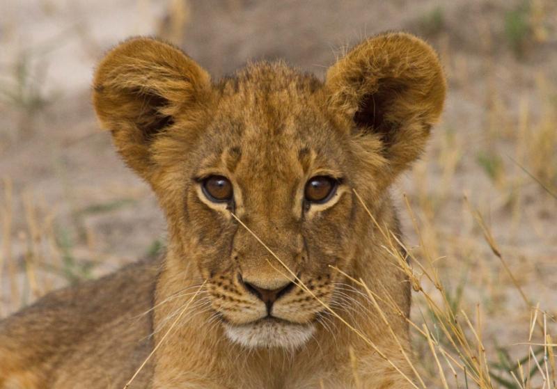 Signature One-Week Zimbabwe Safari