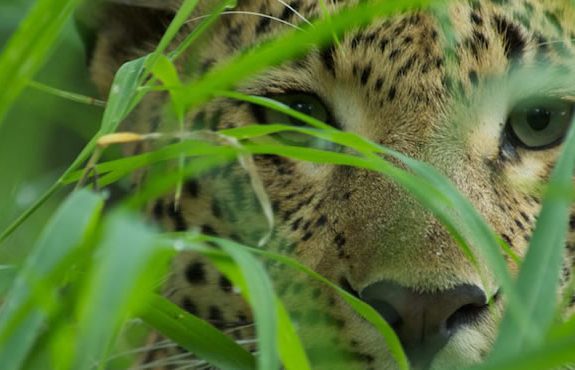 12 Days Kenya Tanzania Adventure Safari