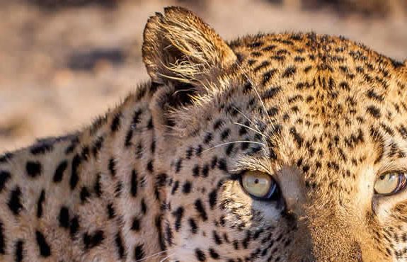 5-Day Kenya Incentive Group Safari