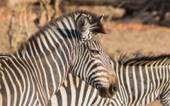 Up Close & Personal: Exclusive Zambia Safari on Foot, Horseback and Water