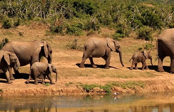 16 Days Kenya Tanzania Elephant Country & Big Cats Safari