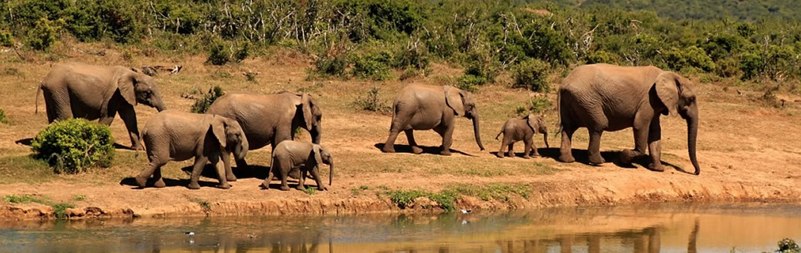 16 Days Kenya Tanzania Elephant Country & Big Cats Safari